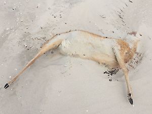 YES! Een dood ree op het strand gevonden